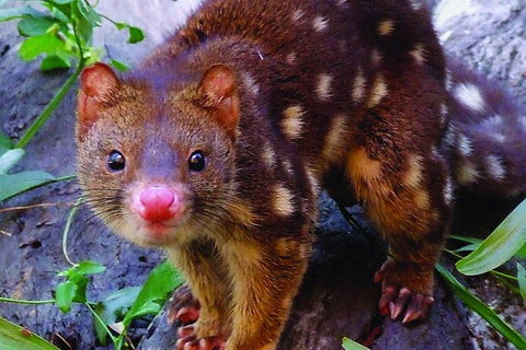 Hartley's Crocodile Adventures General Entry Ticket - Accommodation Mount Tamborine 4