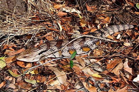 Hartley's Crocodile Adventures General Entry Ticket - Accommodation Mount Tamborine 5
