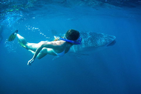 6-Day Coral Coaster From Perth To Exmouth One-Way Via Monkey Mia Ningaloo Reef - Accommodation Mount Tamborine 3