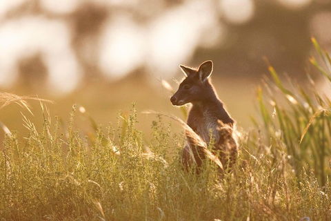 Sunset Blue Mountains Wilderness & Wildlife Tour Without The Crowds - Accommodation Mount Tamborine 0