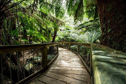 12 Apostles Eco-Friendly Great Ocean Road Iconic Adventure From Melbourne - Accommodation Mount Tamborine 0