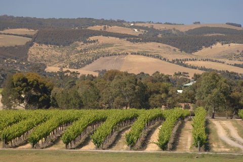 McLaren Vale And Glenelg Wine Tasting And Sightseeing (Half-day Afternoon) - Accommodation Mount Tamborine 2