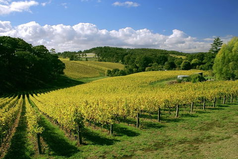 McLaren Vale And Glenelg Wine Tasting And Sightseeing (Half-day Afternoon) - Accommodation Mount Tamborine 4