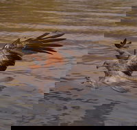 Litchfield and Jumping Crocodiles Full Day Trip from Darwin - Accommodation Mount Tamborine