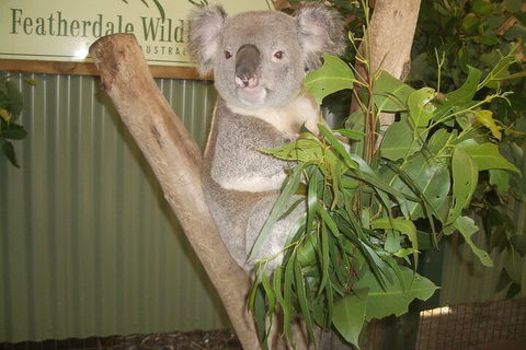 Blue Mountains Private Tour With Wildlife Park And River Cruise - Accommodation Mount Tamborine 5