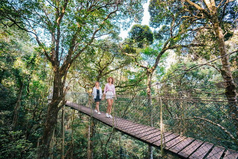 Aquaduck & Your Choice Of Gold Coast Rainforest Tour - Accommodation Mount Tamborine 4