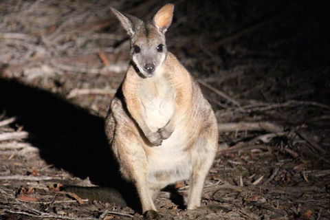 Small-Group Kangaroo Island 4WD Night Tour - Accommodation Mount Tamborine 3