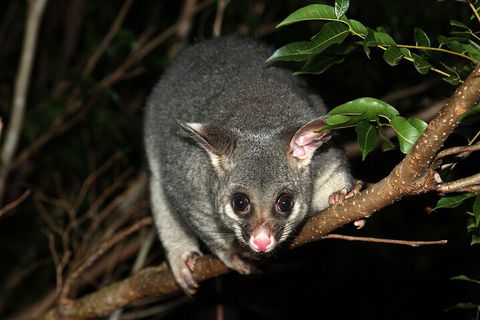 Small-Group Kangaroo Island 4WD Night Tour - Accommodation Mount Tamborine 5