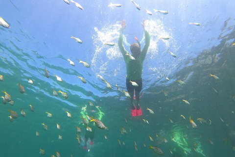Manly Snorkel Trip And Nature Walk With Local Guide - Accommodation Mount Tamborine 0