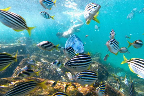 Manly Snorkel Trip And Nature Walk With Local Guide - Accommodation Mount Tamborine 2