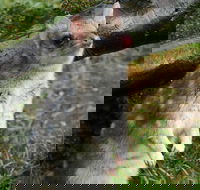 1-Hour Tasmanian Devil Feeding Day Tour at Cradle Mountain - Accommodation Mount Tamborine