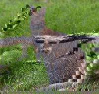 Ultimate Blue Mountains and Wildlife Tour - Accommodation Mount Tamborine