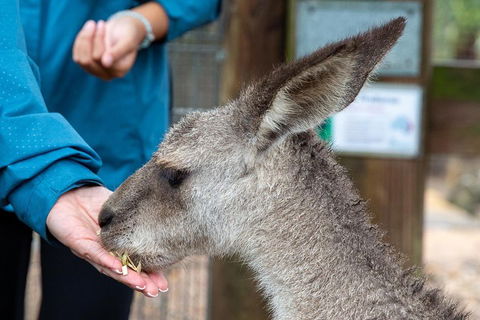 Private Blue Mountains Escape The Crowds SUV Tour - Accommodation Mount Tamborine 2