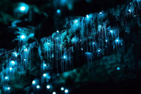 Hinterland Magic & Glow-worm Experience - Accommodation Mount Tamborine 1