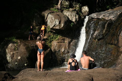 Hinterland Magic & Glow-worm Experience - Accommodation Mount Tamborine 5
