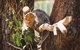 Phillip Island Medium Size Group Tour - thumb 1
