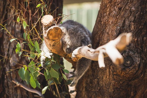 Phillip Island Medium Size Group Tour - Accommodation Mount Tamborine 1