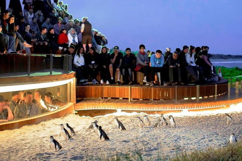 Phillip Island Medium Size Group Tour - Accommodation Mount Tamborine 3