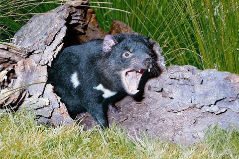 Private Blue Mountains Tour With Kangaroo And Koala Experience - Accommodation Mount Tamborine 0