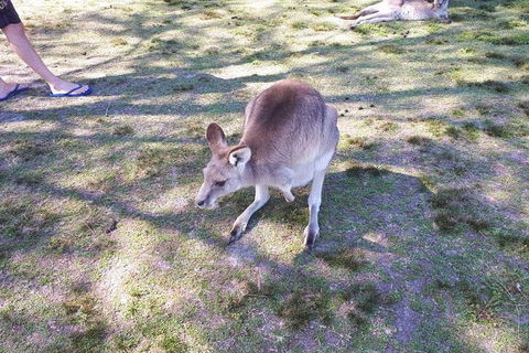 Private & Fully Guided 4-day Sydney Tour Package - Accommodation Mount Tamborine 5