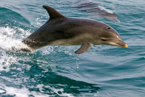 1.5HR Mudjimba Island Wildlife Safari - Accommodation Mount Tamborine 0