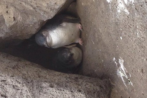 Food Tour Melbourne - St Kilda - Accommodation Mount Tamborine 3