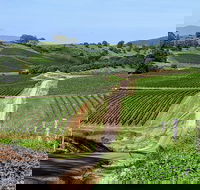 The Complete Hunter Valley Wine Tour of Pokolbin Mt View Lovedale and Rothbury - Accommodation Mount Tamborine