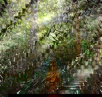 O'Reilly's  Lamington National Park from Gold Coast - Accommodation Mount Tamborine