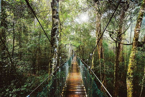 O'Reilly's & Lamington National Park From Gold Coast - Accommodation Mount Tamborine 0