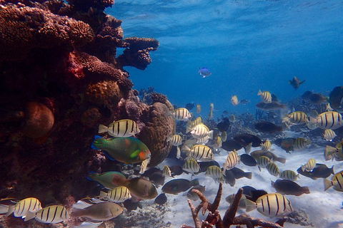 Lagoon Explorer - Ningaloo Reef Full-Day Kayaking And Snorkeling Adventure - Accommodation Mount Tamborine 2