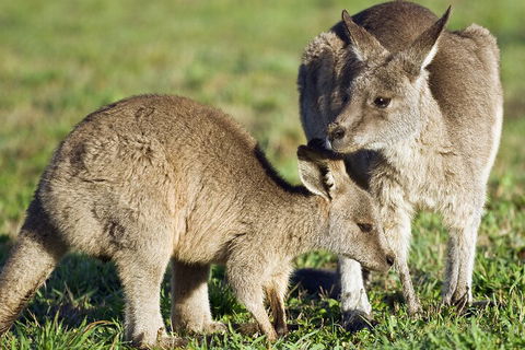 LGBT+ Friendly Full Day Phillip Island Private Tour - Accommodation Mount Tamborine 3