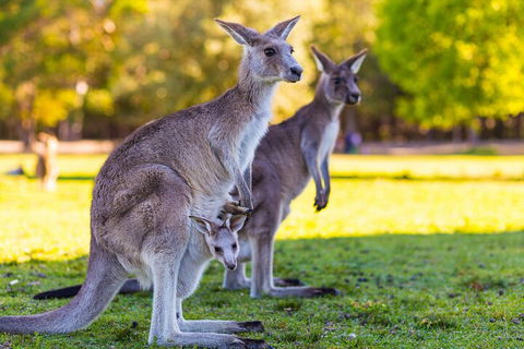 LGBT+ Friendly Full Day Phillip Island Private Tour - Accommodation Mount Tamborine 4