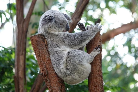 Small-Group Blue Mountains Tour With A Local Guide - Accommodation Mount Tamborine 2