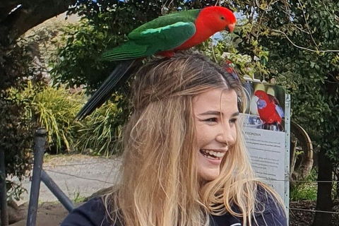 Lamington National Park, O'Reilly's & Vineyard Tour - Accommodation Mount Tamborine 0