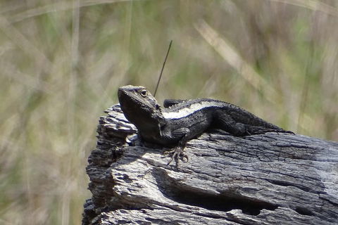 Inside The Greater Blue Mountains World Heritage - A Private Wildlife Safari Overnight - Accommodation Mount Tamborine 2