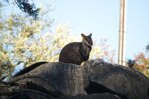 The Explorers' Discovery Tour - Gold, Wine & Wildlife - Accommodation Mount Tamborine 4