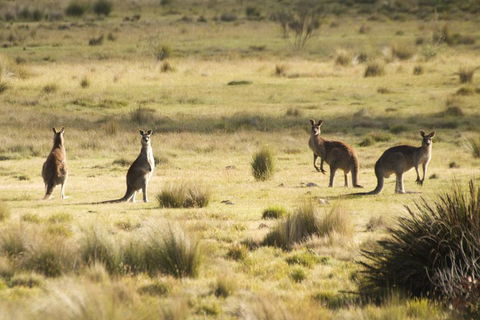 The Explorers' Discovery Tour - Gold, Wine & Wildlife - Accommodation Mount Tamborine 5
