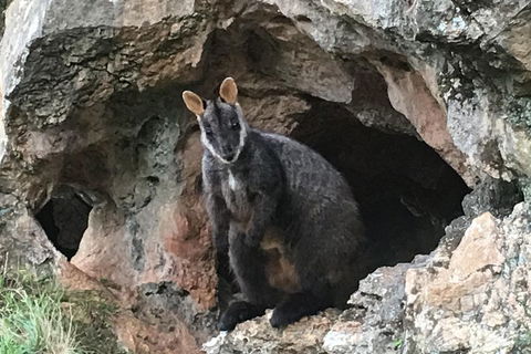 Inside The Greater Blue Mountains World Heritage - A Wildlife Safari Overnight - Accommodation Mount Tamborine 1