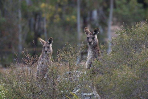 Inside The Greater Blue Mountains World Heritage - A Wildlife Safari Overnight - Accommodation Mount Tamborine 2
