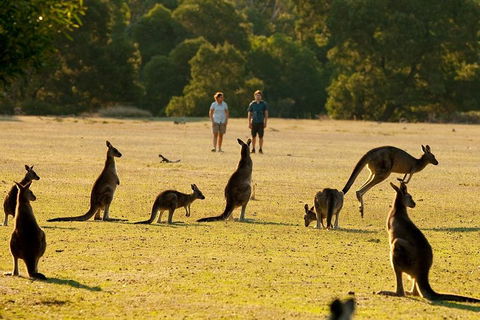 Grampians National Park Small-Group Eco Tour From Melbourne - Accommodation Mount Tamborine 4