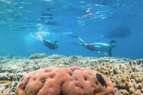 Great Barrier Reef Day Cruise To Reefworld - Accommodation Mount Tamborine 1