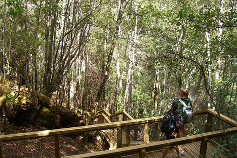 Mt Field National Park And Russell Falls From Hobart - Accommodation Mount Tamborine 4