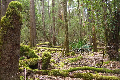 Mt Field National Park And Russell Falls From Hobart - Accommodation Mount Tamborine 5
