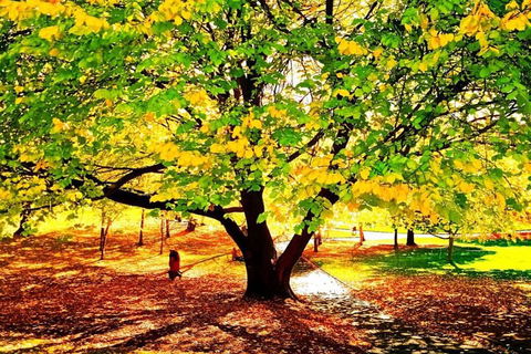 Hobart Half-Day Sightseeing Coach Tram Tour - Accommodation Mount Tamborine 3