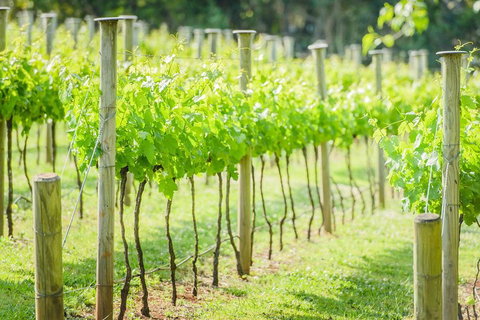 Deluxe Winery Tour To Tamborine Mountain, Includes Gourmet Two Course Lunch - Accommodation Mount Tamborine 5