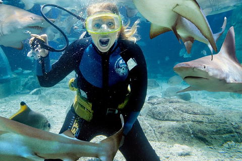 Shark Dive Experience At SEA LIFE Melbourne Aquarium - Accommodation Mount Tamborine 0