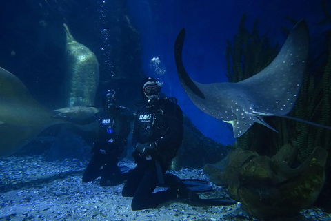 Shark Dive Experience At SEA LIFE Melbourne Aquarium - Accommodation Mount Tamborine 1