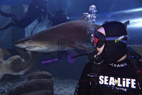 Shark Dive Experience At SEA LIFE Melbourne Aquarium - Accommodation Mount Tamborine 2