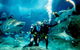 Shark Dive Experience At SEA LIFE Melbourne Aquarium - thumb 3