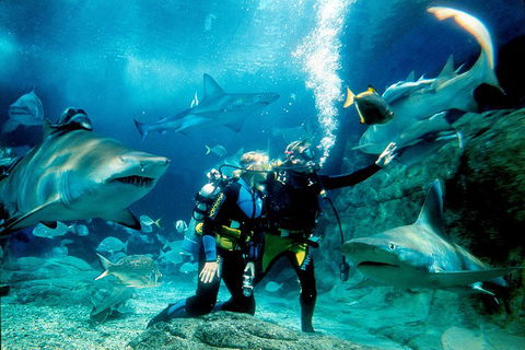 Shark Dive Experience At SEA LIFE Melbourne Aquarium - Accommodation Mount Tamborine 3